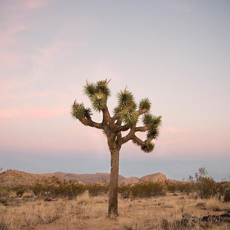 Modern Desert Dream - New Build トウェンティナイン・パームズ エクステリア 写真