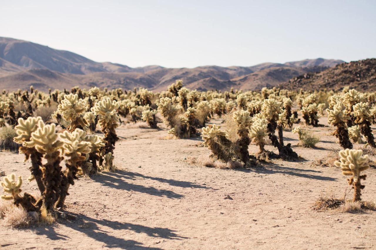 Modern Desert Dream - New Build トウェンティナイン・パームズ エクステリア 写真
