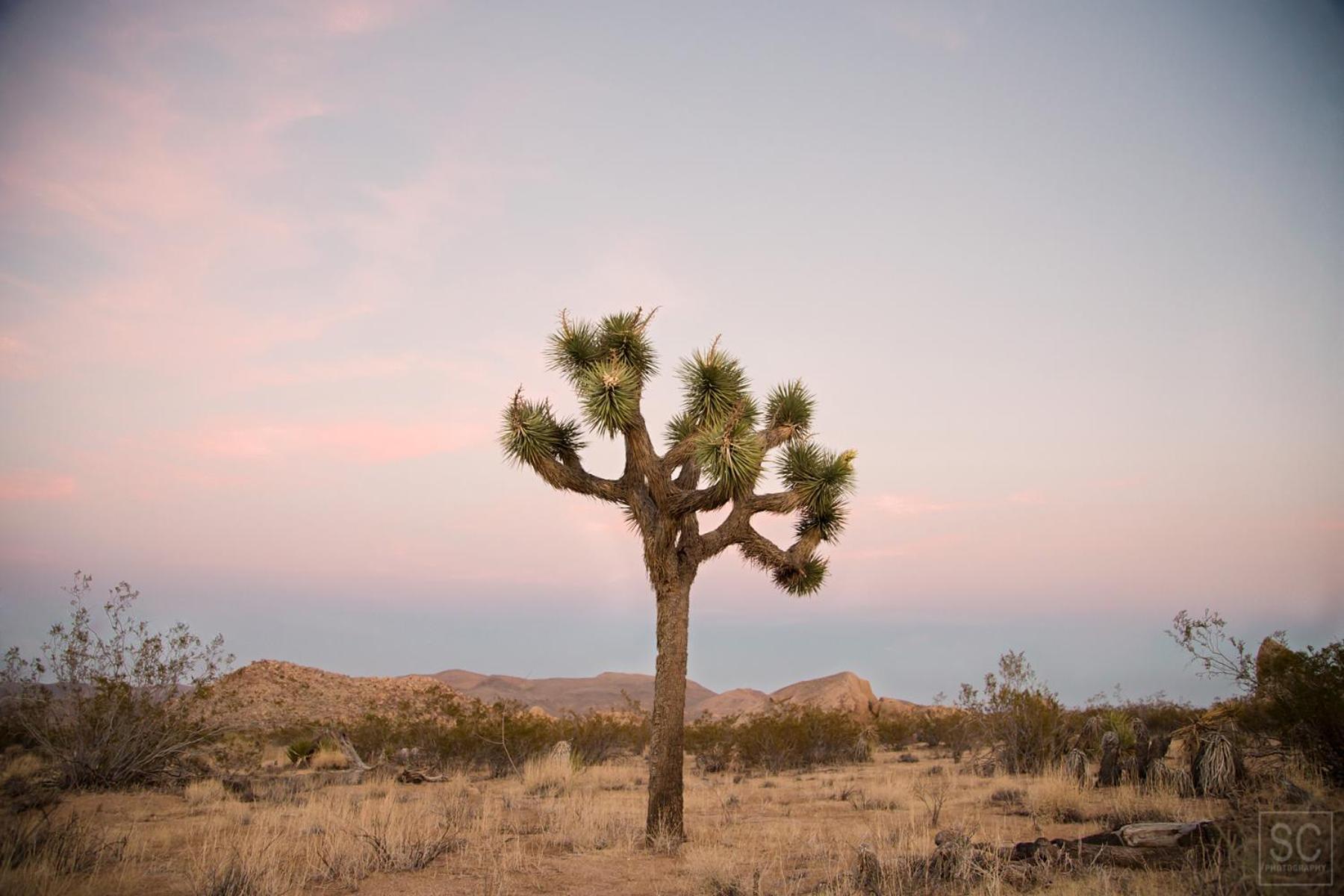 Modern Desert Dream - New Build トウェンティナイン・パームズ エクステリア 写真