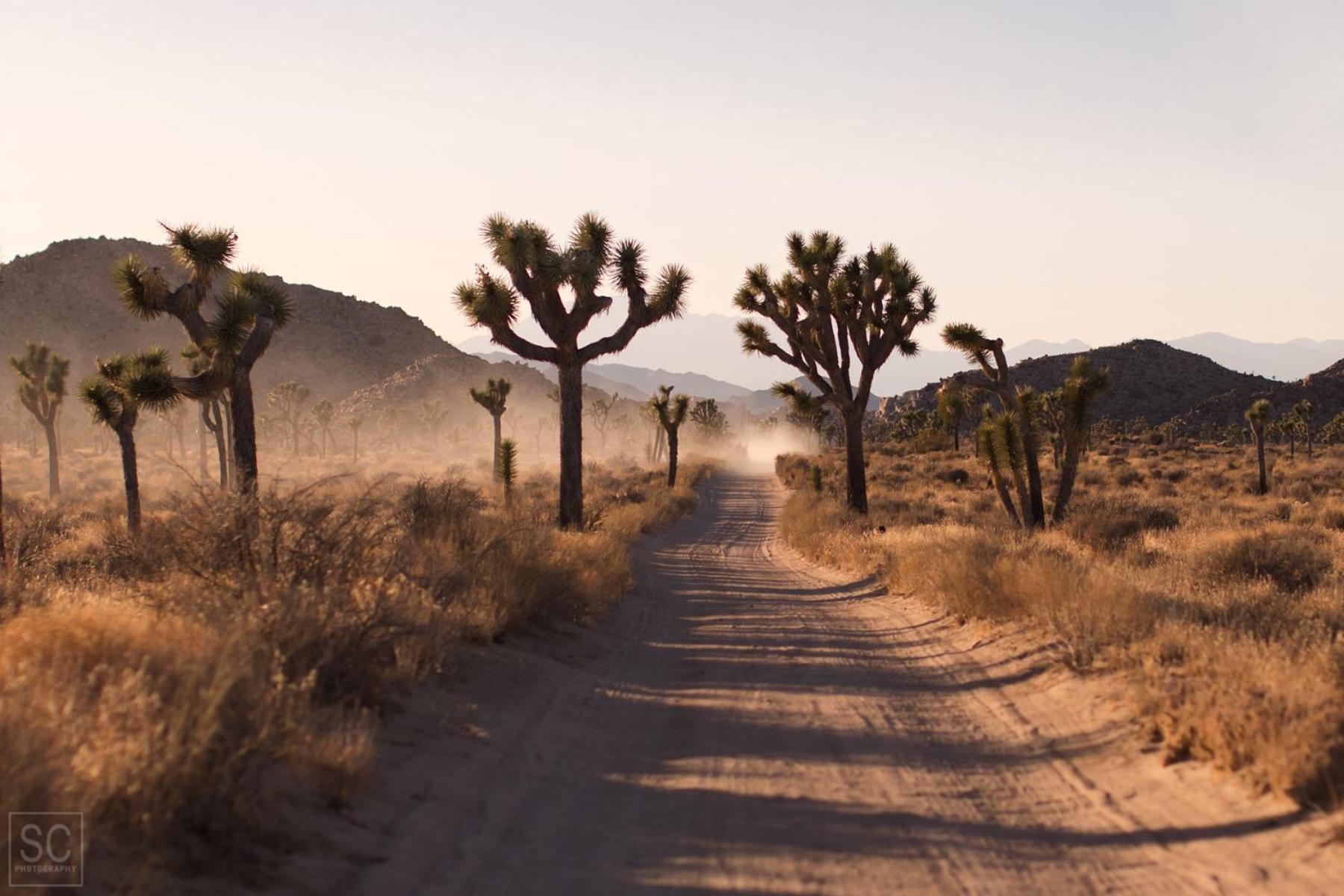 Modern Desert Dream - New Build トウェンティナイン・パームズ エクステリア 写真